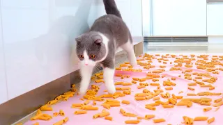 Can Cats Walk On Pasta? | Compilation