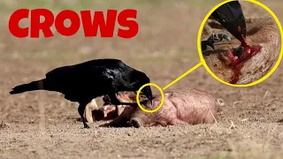 Pig Crows Ripping Pig Apart As it Tries to Escape | 4k HDR | See More World