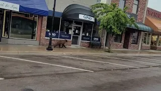 Bear Goes Window Shopping || ViralHog