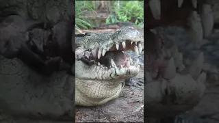 Как измеряют силу укуса крокодила?
