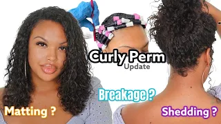 CURLY PERM 7 MONTH UPDATE.. IS IT WORTH IT ?!