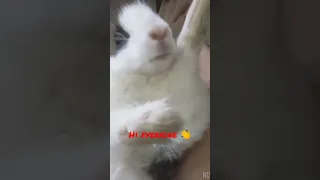 this this stupid rabbit