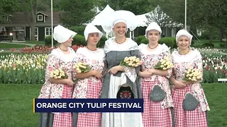 Orange City Tulip Festival keeping tradition alive 90 years on