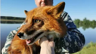 ADVENTURE FOX 🦊 Alf the Fox on the beach