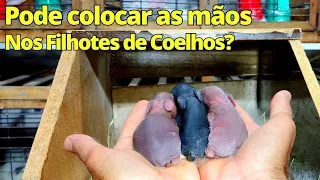 Pode colocar as mãos em filhotes de Coelhos recém nascidos?