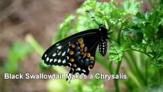 Black Swallowtail Caterpillar Makes a Chrysalis