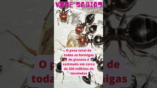 Formiga mais pesada que um humano? deixe seu comentário. #shorts #curiosidades #formigas