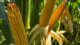 Надежный, засухоустойчивый и высокопродуктивный гибрид кукурузы! 🌽🌽🌽