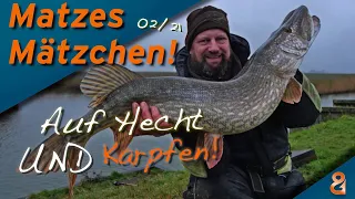 Matze Koch: Hecht und Karpfen durcheinander - Matzes Mätzchen 02-2021