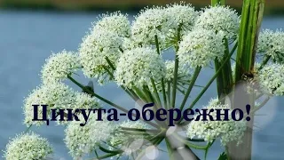 ОТРУТА-ЦИКУТА(ВІХ) -одна з найотруйніших рослин світу.