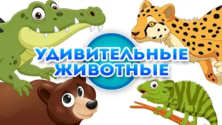 Удивительные животные - Познавательное видео для детей