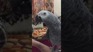 Smokey the african grey parrot speaking in marathi and english !