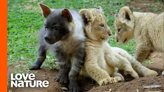 Cute Lion Cubs and Baby Hyenas Playing Together