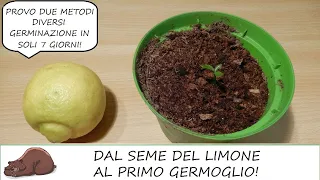 How to sow a lemon starting from the seeds