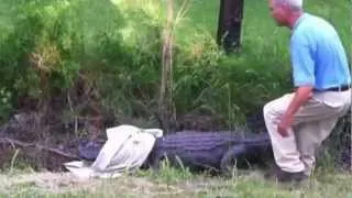 Do not mess with the alligator