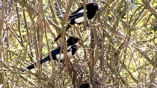 Magpie couple: Nest building and breeding - but no hatchlings