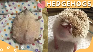 ✨🦔 Funny and Cute Hedgehog Compilation 😍🦔✨ #2