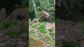 Директор Подмосковного сафари парка: Дмитрий Николаевич играет с тигром «Амуром» и львицей
