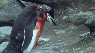 Heartbreaking! Ultimate Penguin Sacrifice | Life in the Freezer | BBC