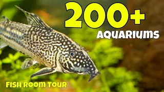 The Largest Corydoras Collection in the World in This Fish Room