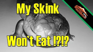 My Skink Won’t Eat?!?! - Ep. 64