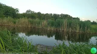 Плеск воды и пение птиц/Для снятия стресса, для сна/Звуки природы/Birdsong/Sounds of nature/Relax