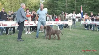 Lagotto Romagnolo, Best in Show.