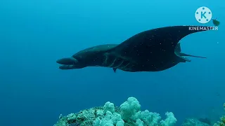 The Underwater World of Eagle Nest Misool