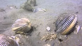 Netarts Bay scuba diving in clam beds with crab and small life