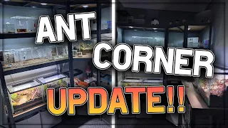 Ant Corner UPDATE (Part 1) #ants #antkeeping #update