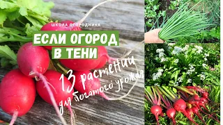 Что посадить в тени и получить богатый урожай? 13 овощных растений для тени