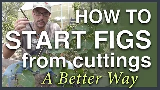 Propagate Figs From Cuttings: A Better Way