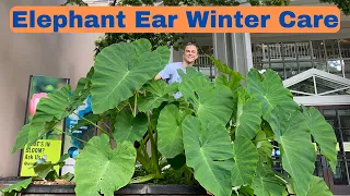 Elephant Ear Winter Plant Care - Colocasia esculenta