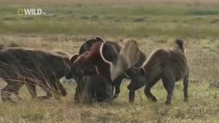 National Geographic Documentary - Hyena Hunting Buffalo - BBC Mystery Wildlife#06 - isC ep