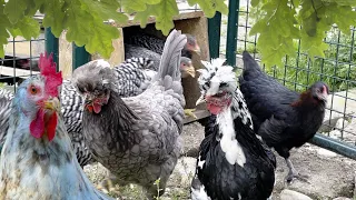 Wenn die Hühner am Morgen aus dem Stall dürfen! Lebensfreude pur! Mit Marans, Amrocks und Exchequer