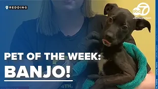 PET OF THE WEEK: Meet Banjo! the100% cute Australian shepherd puppy mix, says Butte Humane