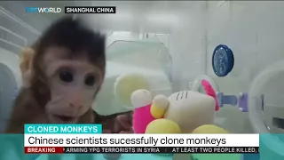 Chinese scientists break key barrier by cloning monkeys