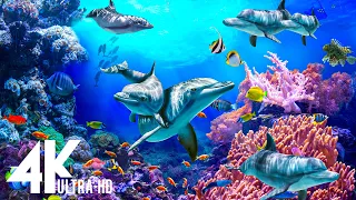 Aquarium 4K Video UHD(60fps) 🐠 Sea Animals With Relaxing Music - Rare & Colorful Sea Life Video #11