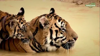 Тигр и монах / The tiger and the monk