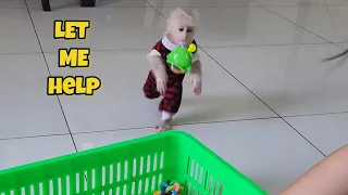 Smart Baby Monkey SUGAR Learns Cleaning Up Toys after Play