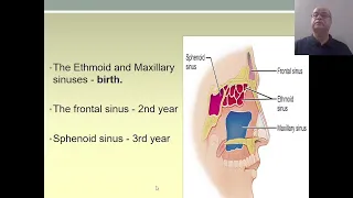 Anatomy of paranasal sinuses