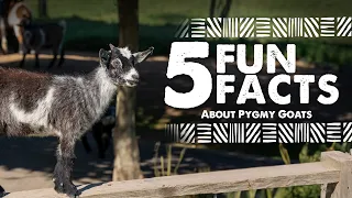 5 Fun Facts about Pygmy Goats