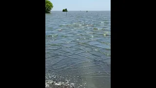 Tulare ca lake 🌊 #water