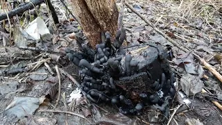 Пальцы мертвеца,(Ксилярия многообразная),Lat: Xylaria polymorpha!!!УУУУ!!!!Жуть!!!