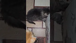 Мама кошка Пуся принесла котятам мышку 😻🐁😻 #kittens #cat