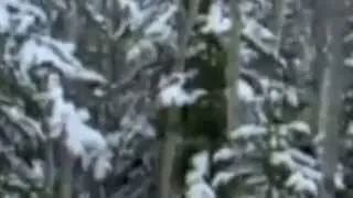 BIGFOOT - The Treehouse film