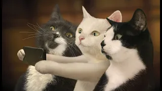 😹Beste Lustige Katzenvideos zum Totlachen 2021|Süße Tiere|Versuch nicht zu lachen Extrem Schwer #35