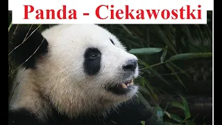 PANDA Wielka  - ciekawostki o zwierzętach