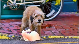 This Dog Rescues Children from Kidnappers