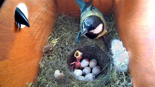 DIE NEU GEBORENEN KLEINEN VÖGEL WURDEN VON EINEM RAUBTIER ANGEGRIFFEN!